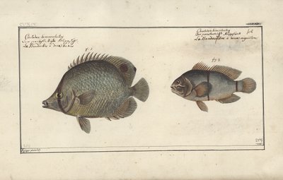 Chaetodon Ocellatus, before 1790 by Friedrich August Kruger